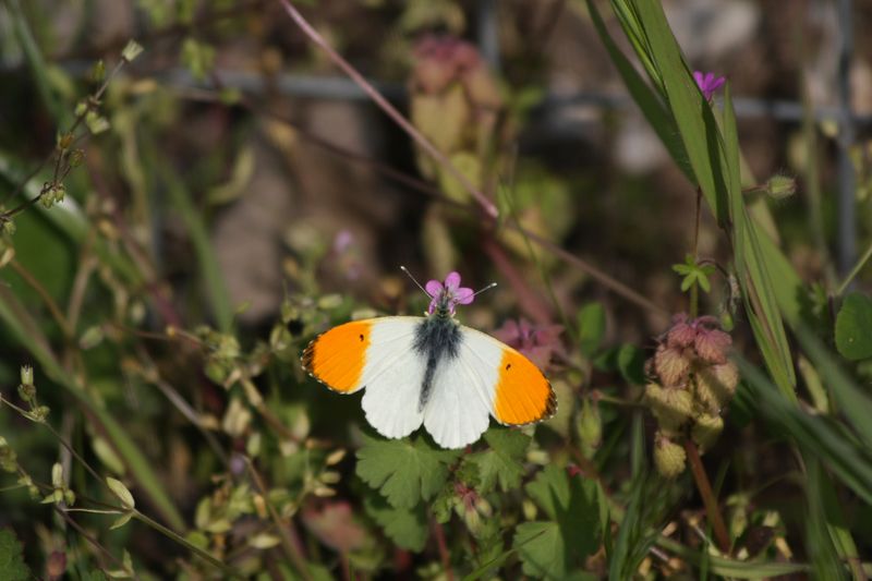 Anthocharis cardamines o gruneri?